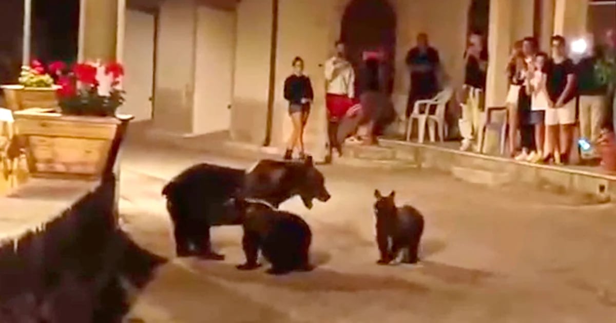 Shock in Italy after endangered brown bear hanged in front of her two cubs