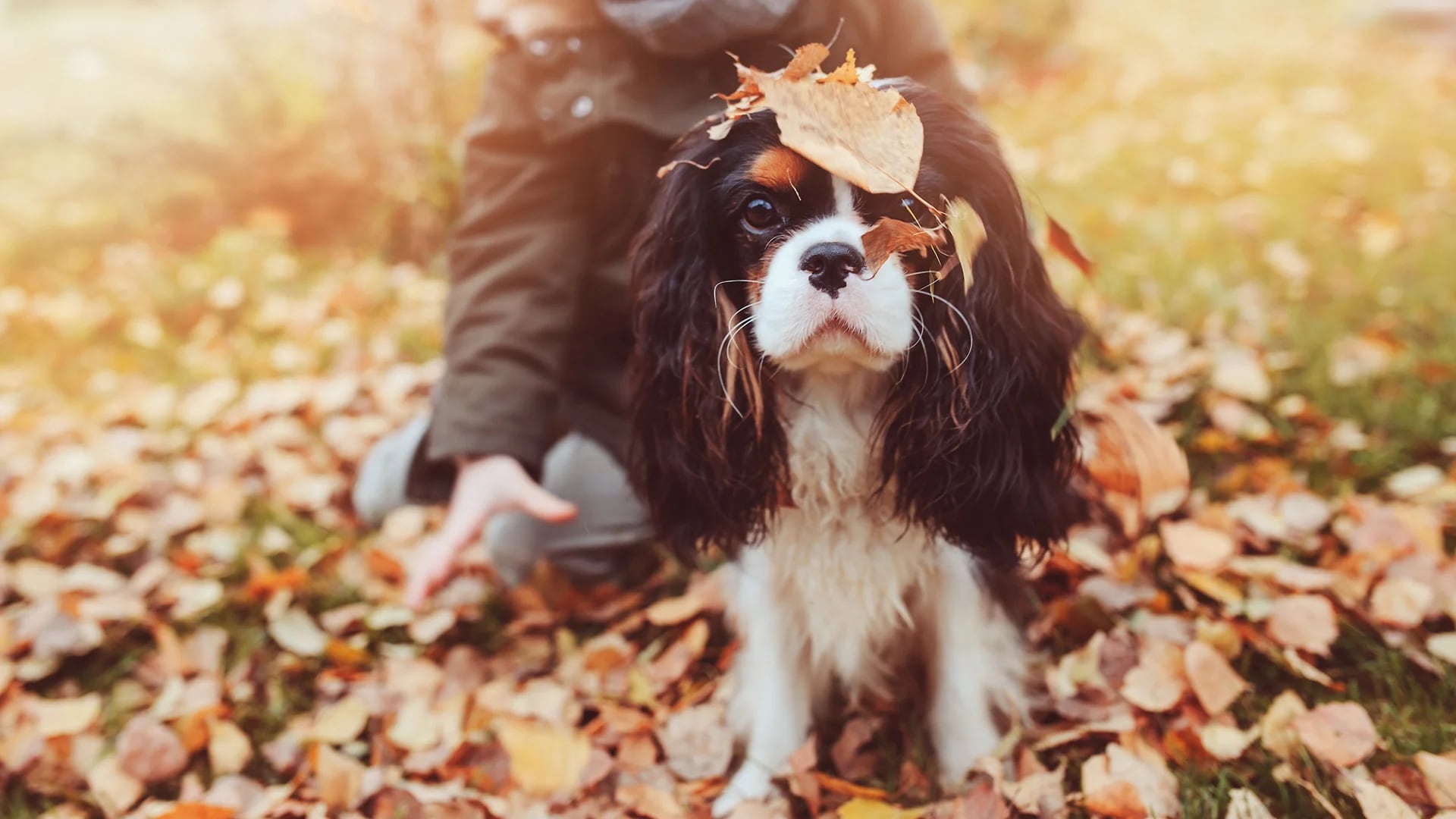 Cómo deben prepararse las mascotas para enfrentar el otoño protegidos contra los parásitos internos y externos y contra las enfermedades causadas por virus o bacterias (Getty Images)