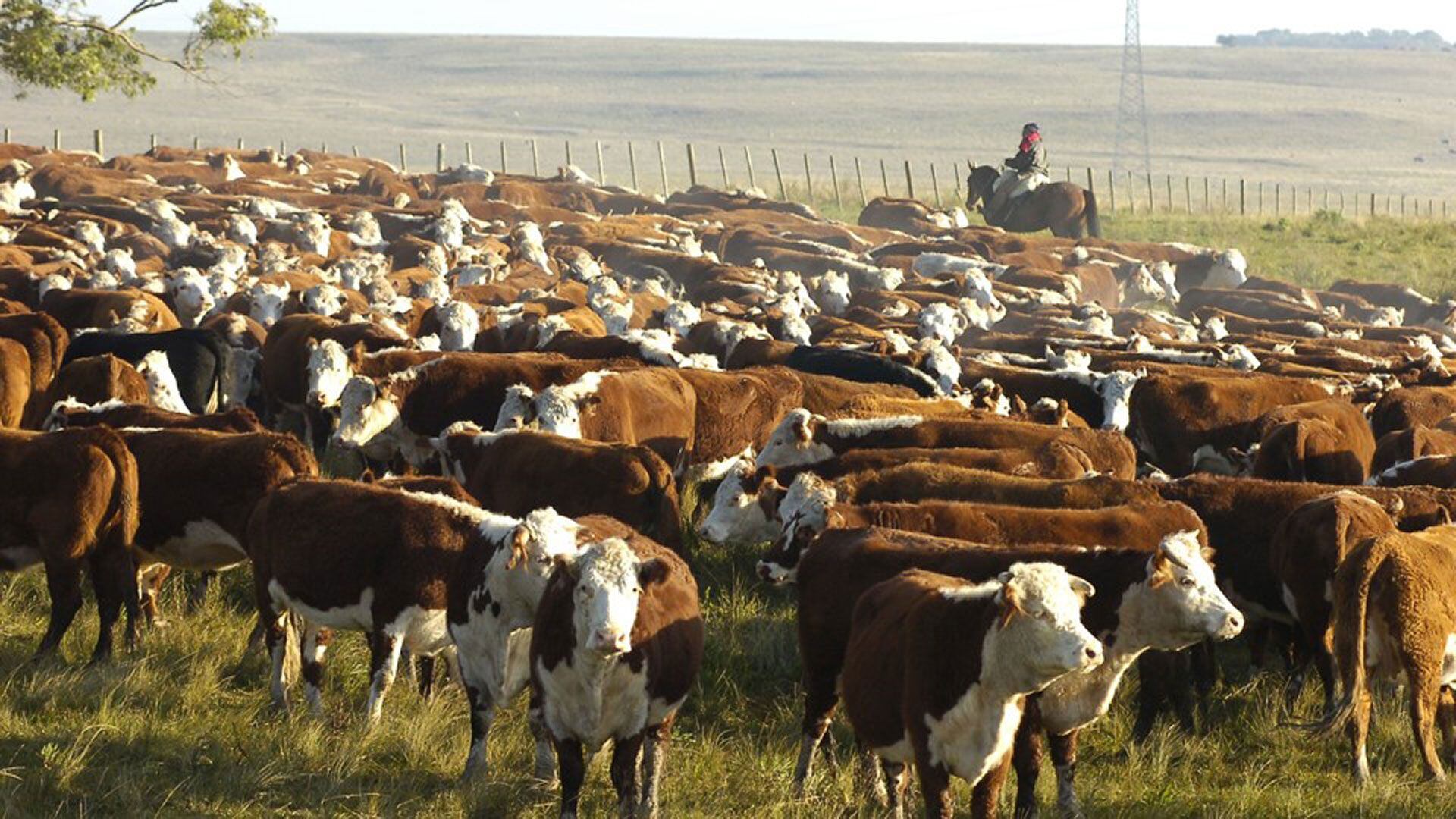 Desde el Instituto de la Promoción de la Carne Vacuna Argentina (IPCVA) dijeron que la ganadería “no es parte del problema”, sino parte de la solución. 