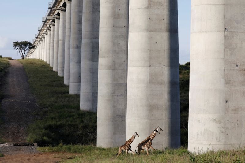 Jirafas cruzan bajo un puente de la línea de ferrocarril Standard Gauge Railway (SGR), un proyecto financiado por China, dentro del Parque Nacional Nairobi en Kenia (REUTERS/Baz Ratner)
