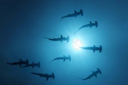 Mandatory Credit: Photo by Norbert Probst/imageBROKER/Shutterstock (4572150a)
Nine Scalloped Hammerhead Sharks (Sphyrna lewini) swimming as silhouettes in open water with the sun at the sea surface, seen from below, Darwin Island, Galapagos archipelago, UNESCO World Heritage Site, Ecuador, South America, Pacific Ocean
VARIOUS
