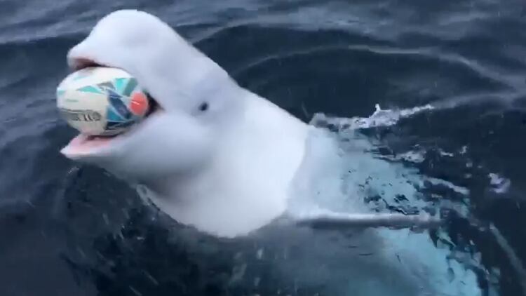 Una ballena beluga mostró su talento para jugar rugby y las redes sociales quedaron encantadas con sus habilidades. (Foto: captura de pantalla)