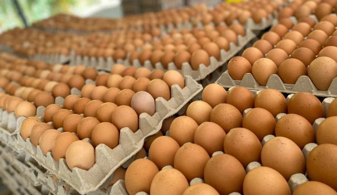 Midagri aprobó requisitos sanitarios para la importación de huevos desde Brasil