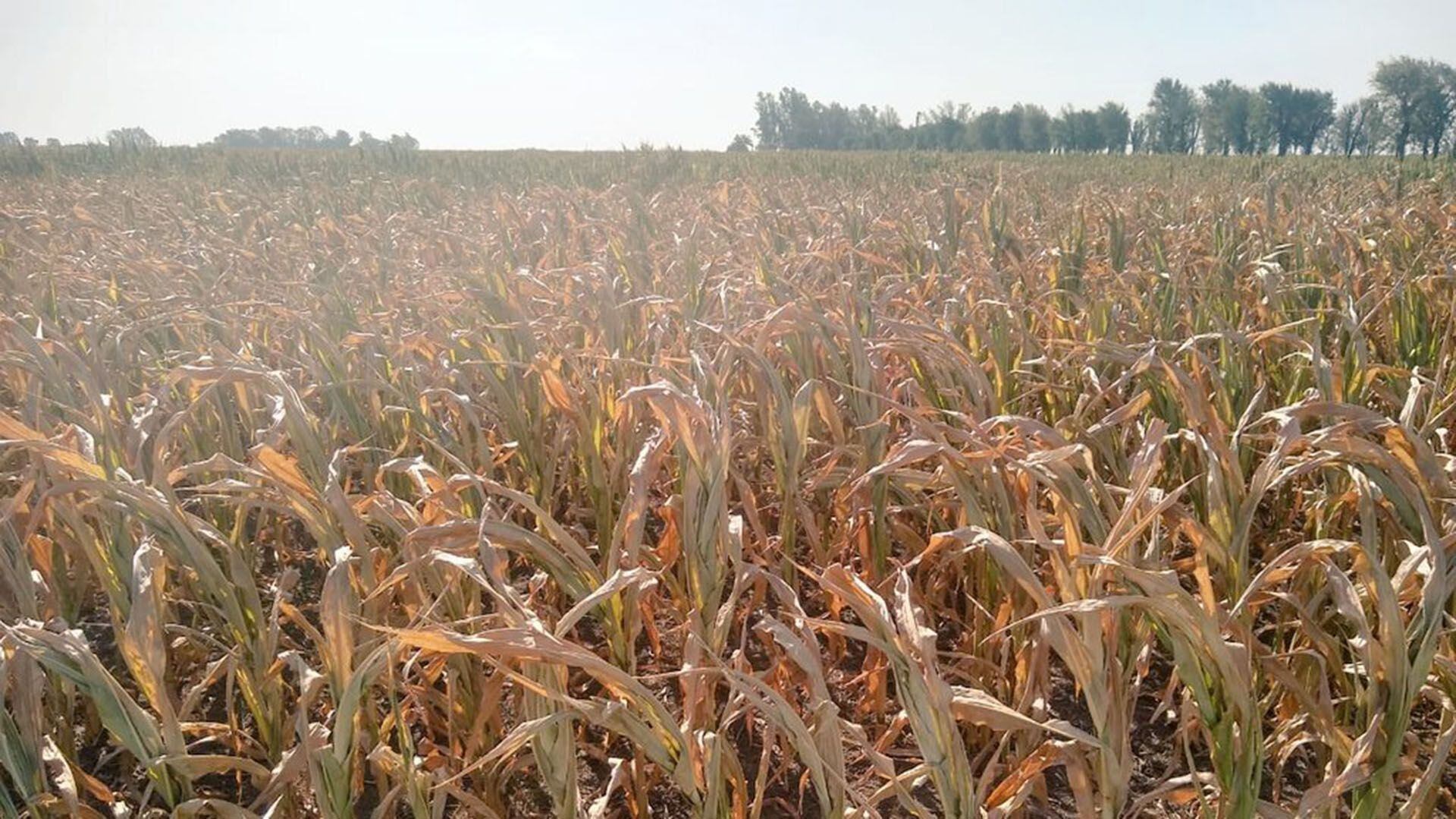 maíz sequía córdoba