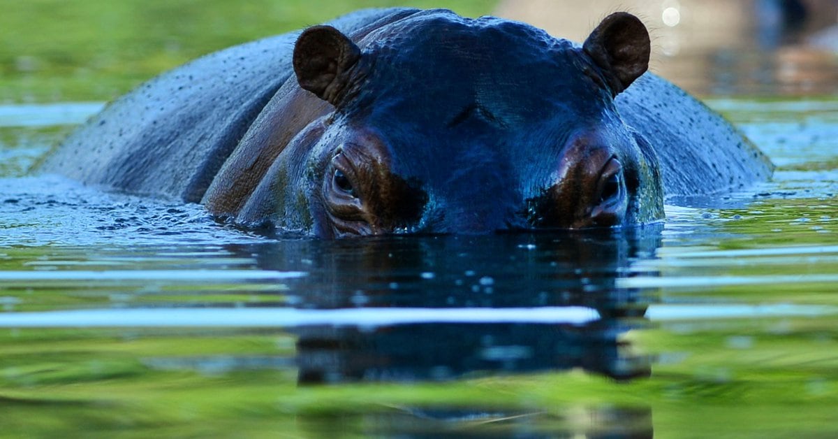 Colombia is creating an alliance to control the hippopotamus, an animal that proliferates through the eccentricity of Pablo Escobar