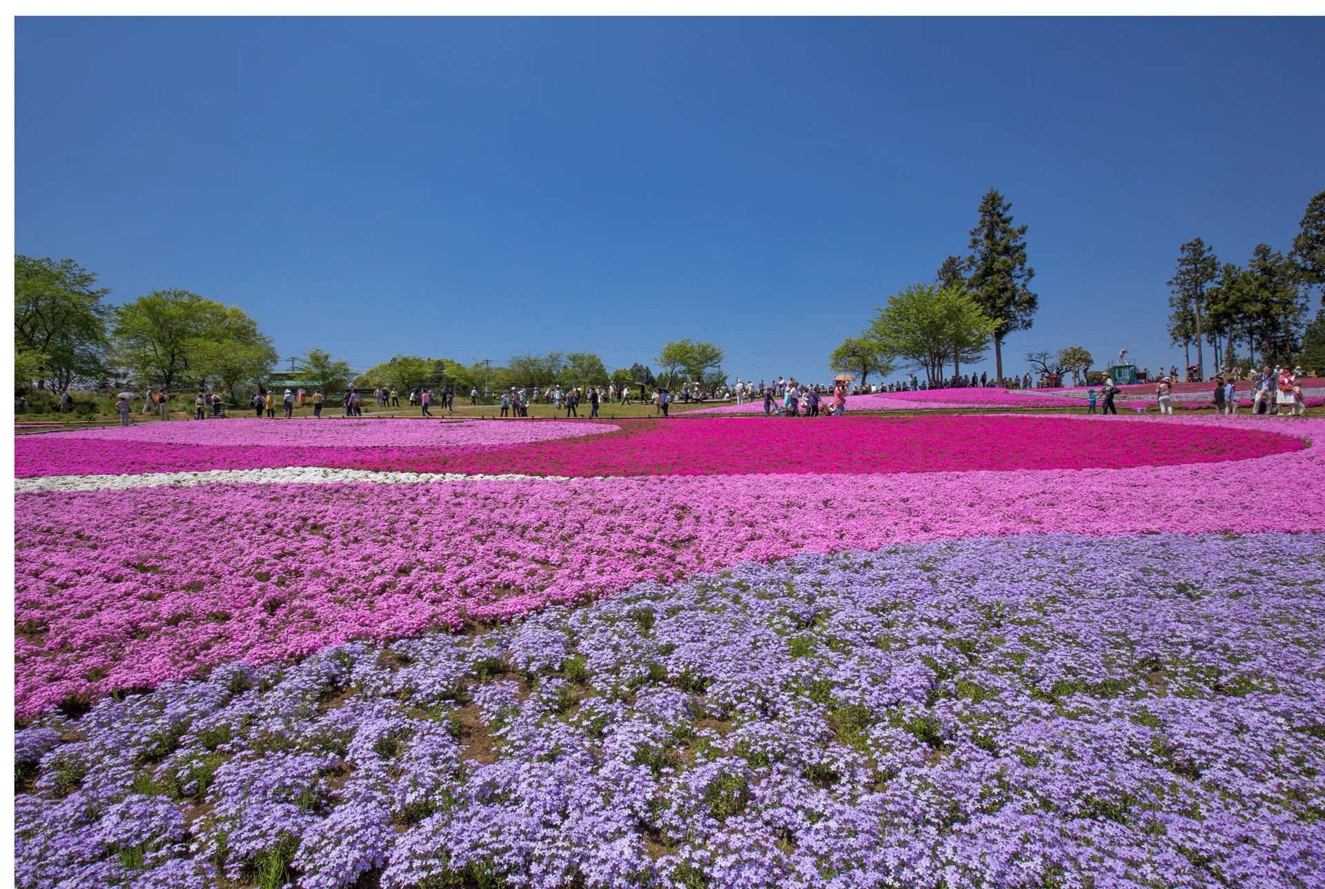 El constraste de colores entre blanco, rosa y fucsia es uno de los principales atractivos del parque
