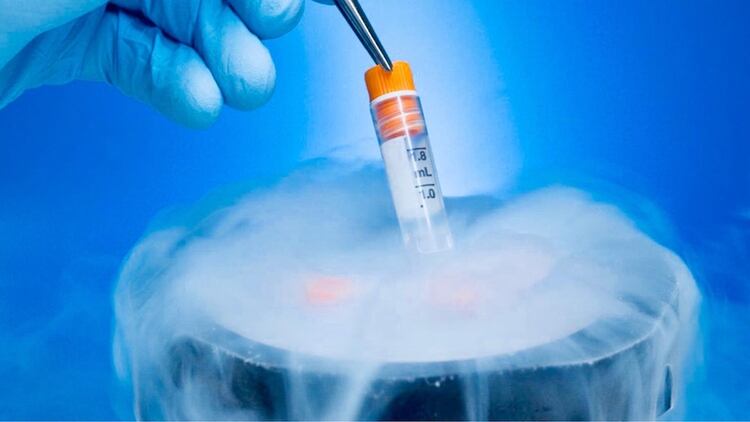 Resultado de imagen para embriones criopreservados