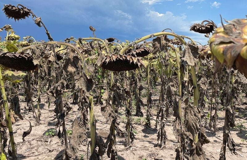 Foto de archivo - Girasoles secos en una finca, en medio de la peor sequía de Argentina en 60 años, en Tostado, norte de Santa Fe, Argentina. Feb 8, 2023. REUTERS/Miguel Lo Bianco