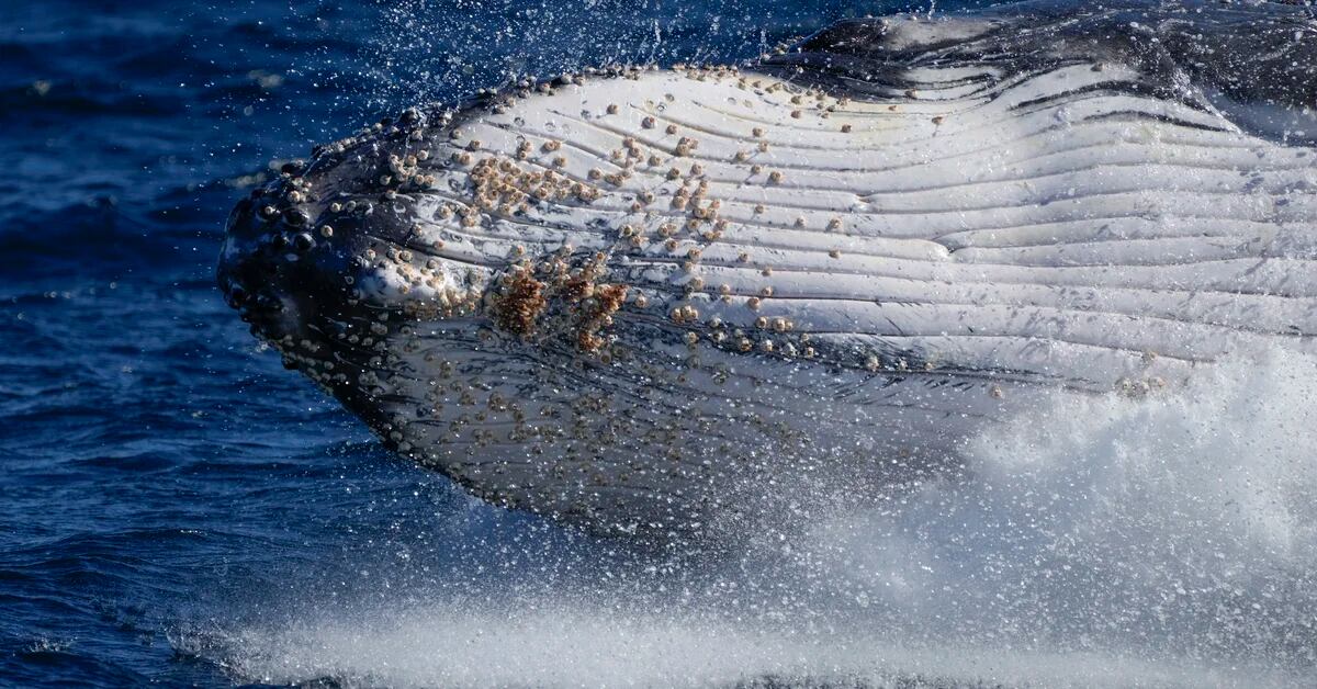 The incredible song of a humpback whale caught on video