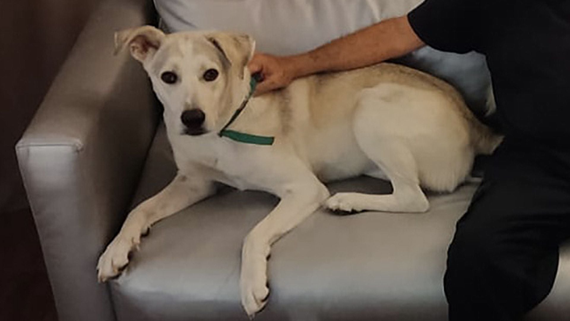 La perra Numa que se mantuvo en silencio cuando siempre ladraba