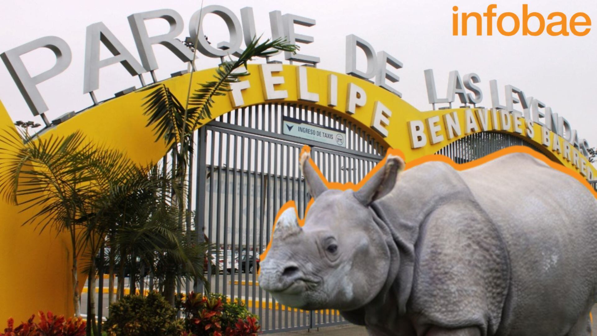 Parque de las Leyendas: el rinoceronte que causa sensación en el zoológico| Andina (Composición Infobae)