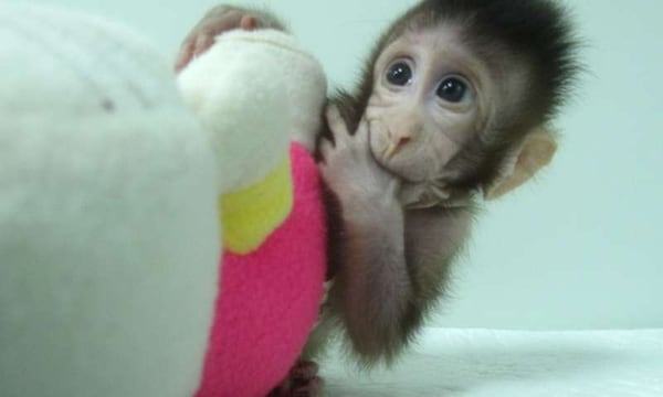 La clonación de primates, grupo que incluye a los humanos, plantea dilemas éticos. (Academia China de Ciencias)