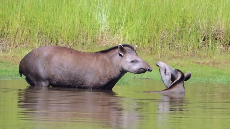 Tapir, animal extinción