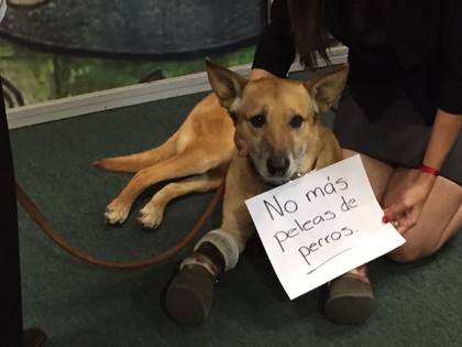 Ahora, el can se manifiesta en contra de las peleas de perros (Foto: cortesía Milagros Caninos)