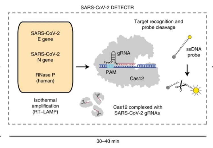 CRISPR usa la proteína Cas-12 para buscar dos genes del coronavirus, N y E. En caso de hallarlos, comienza la edición, lo que hace que la varilla de medición cambie de color. (UCSF/Mammoth)