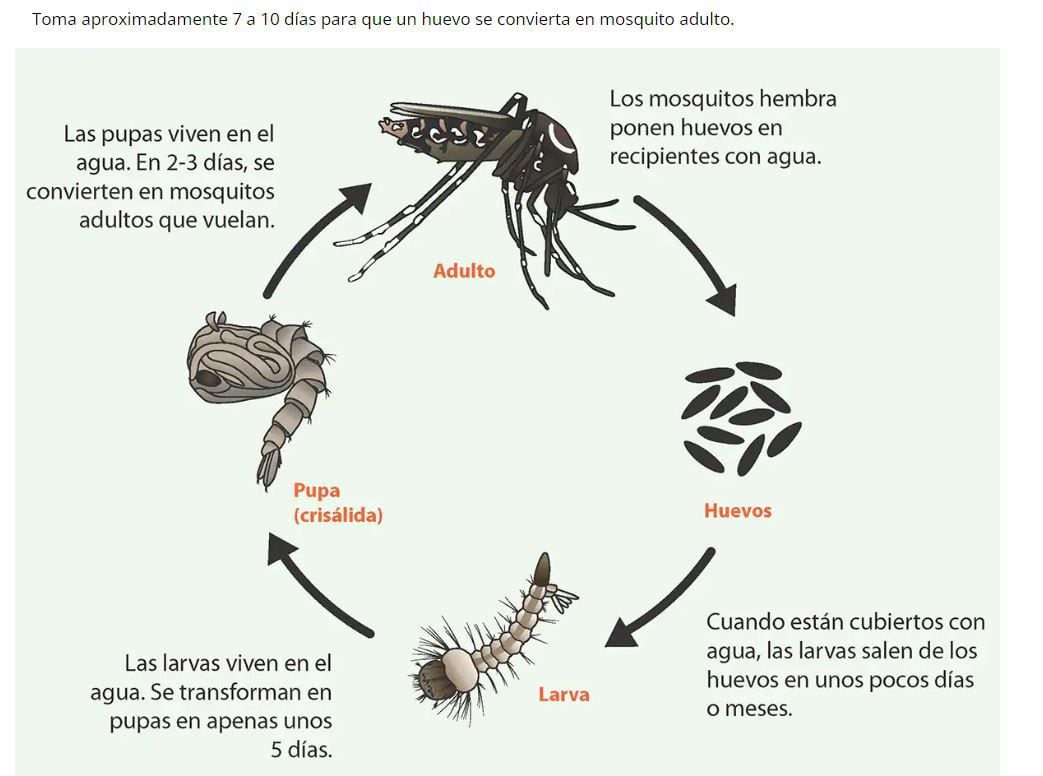 Dengue ciclo