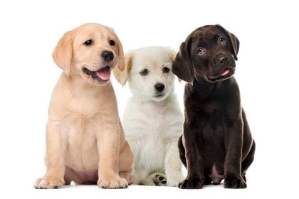 El labrador retriever es una raza canina originaria de Terranova, en la actual Canadá
