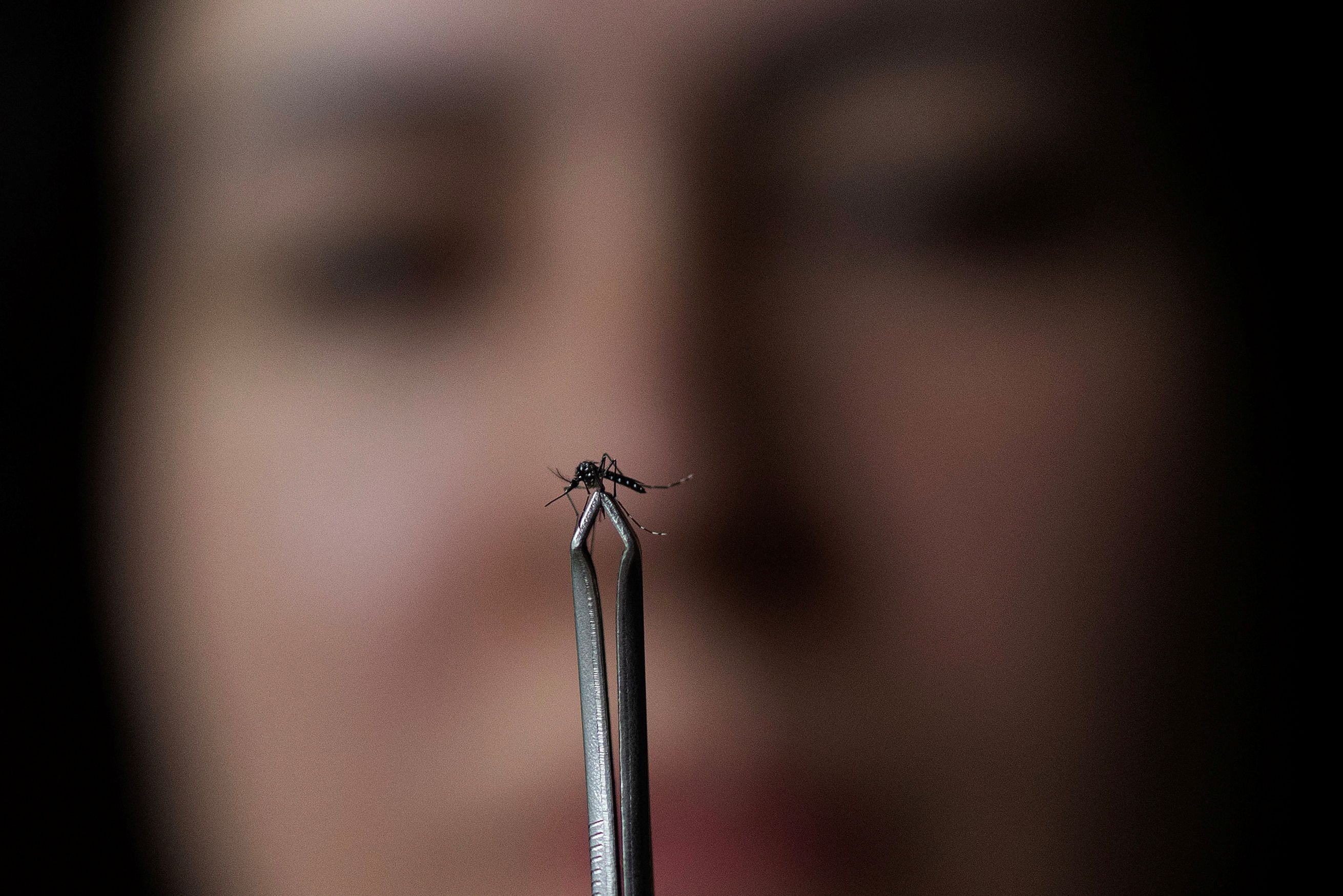 Aedes aegypti es el mosquito transmisor del dengue (REUTERS/Ueslei Marcelino)