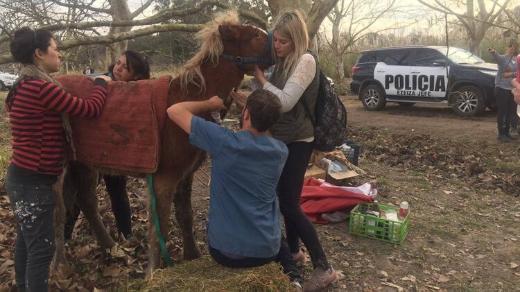 El Centro de Rescate y Rehabilitación Equino trabaja desde el allanamiento para recuperar la salud de los caballos. (CRRE)