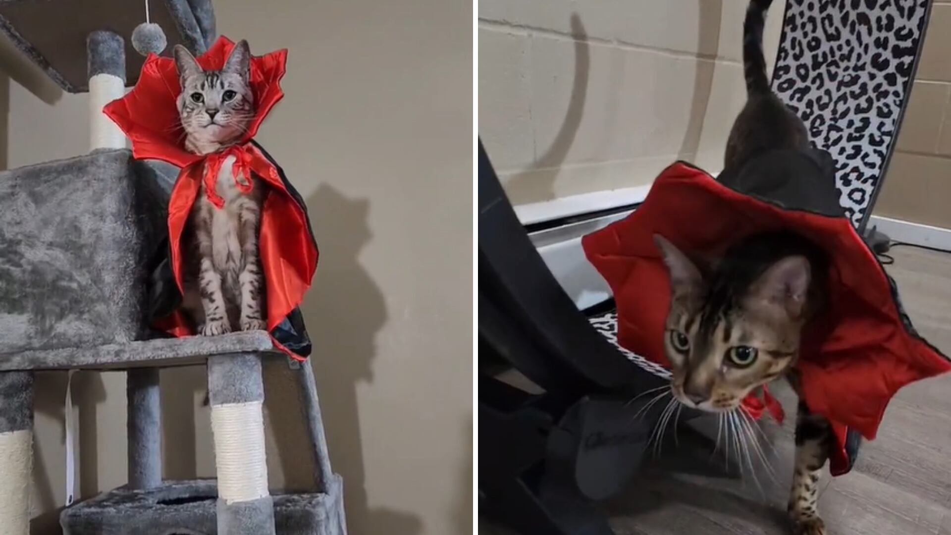 Lindo porta con orgullo el disfraz de Drácula y no se lo quitó para nada. (TikTok/@twonawtycats)