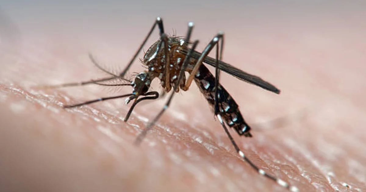 Santa Fe registró 10 muertes por dengue en una semana