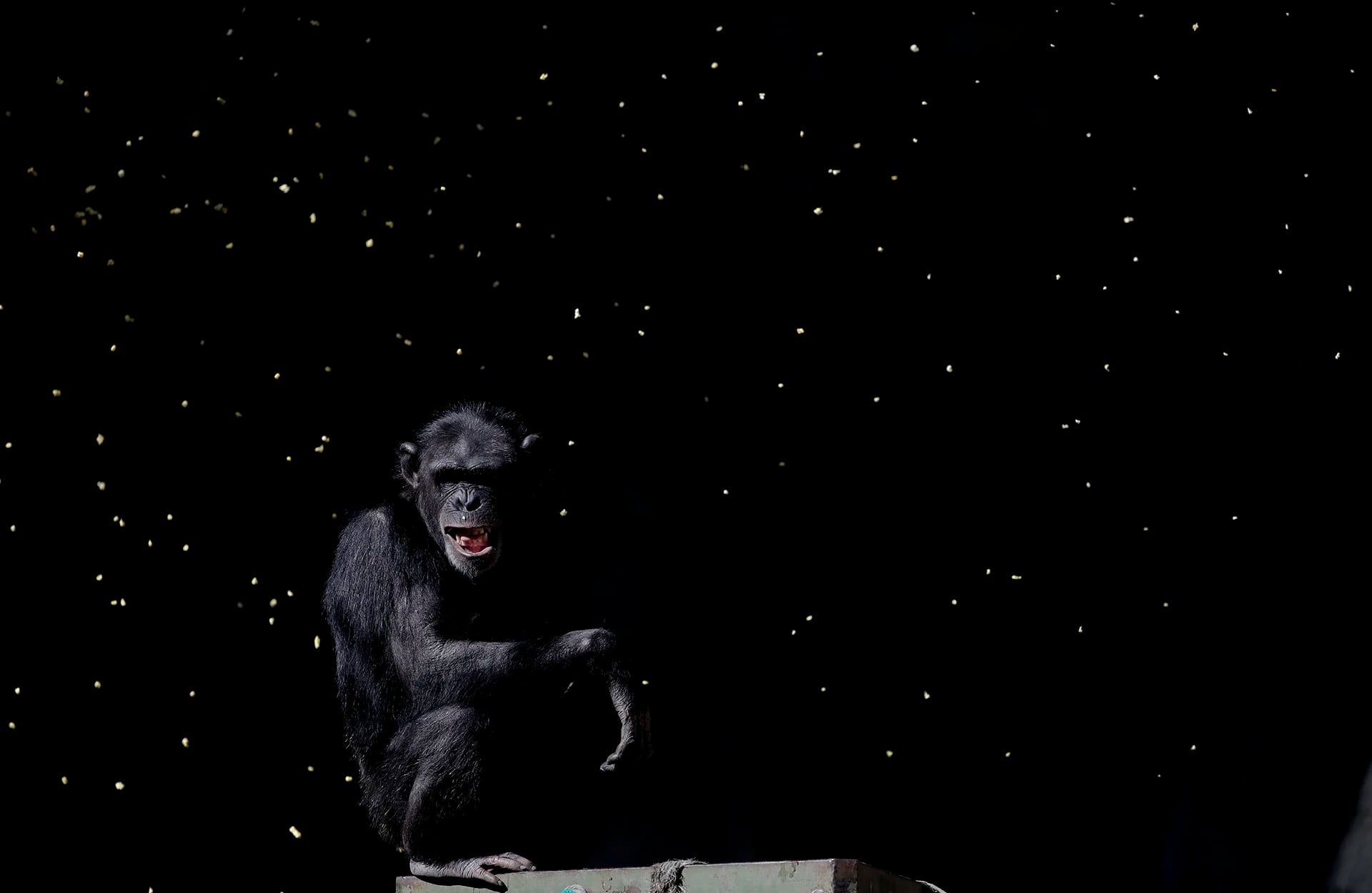 Un chimpancé observa a un trabajador lanzar puñados de grano en su jaula