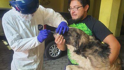 Personal sanitario hace un test de COVID-19 a un perro en España - (Foto: Senasica)
