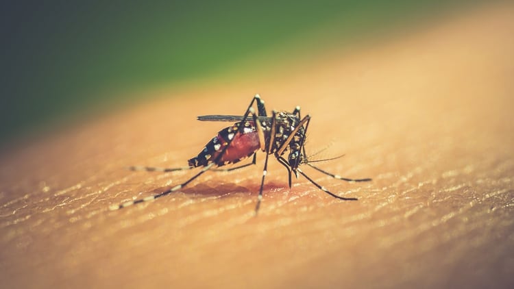 El dengue es una enfermedad viral transmitida por la picadura del mosquito Aedes aegypti (Shutterstock)