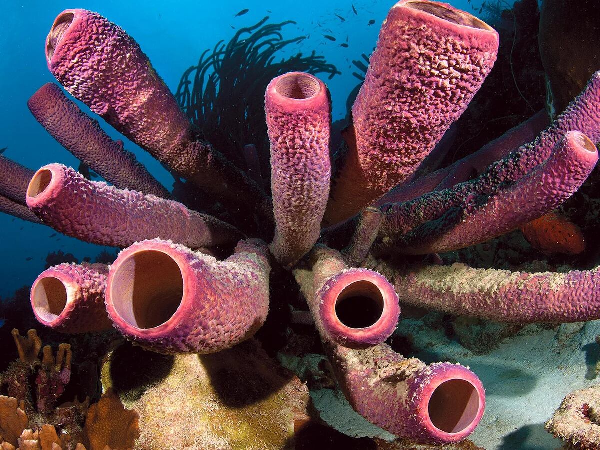 brecha Estallar Salida Las esponjas marinas producen moléculas que podrían matar células  cancerosas - Infobae