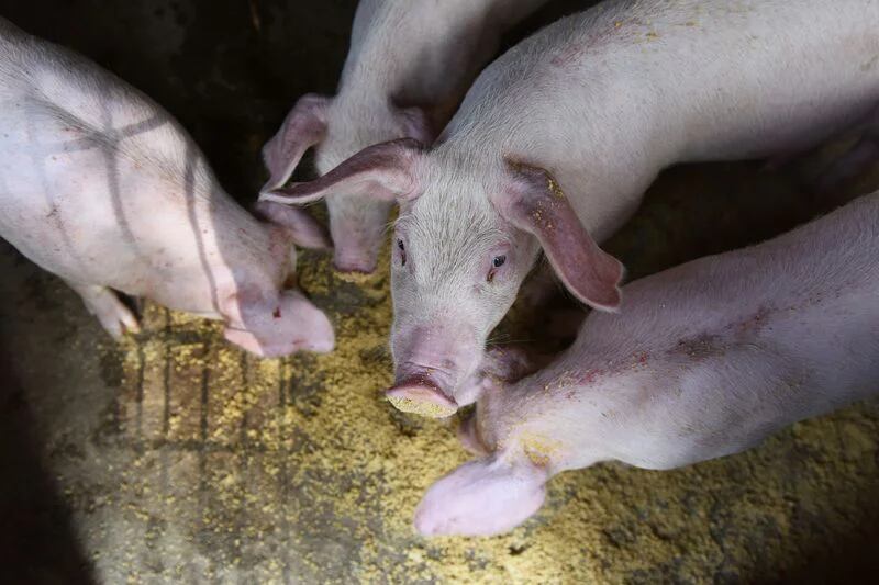 La enfermedad es común en cerdos domésticos. (Foto:  REUTERS/Stringer)