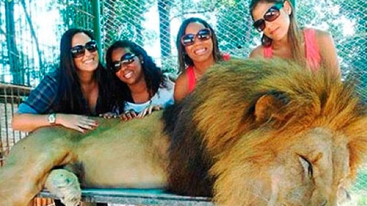 Turistas posan al lado de un león dormido en el zoológico de Luján