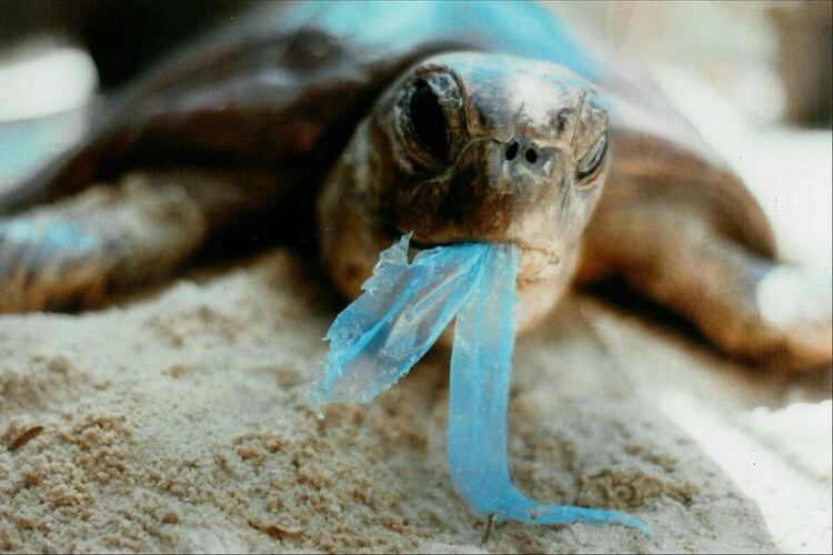 Millones de animales marítimos mueren cada año a causa de la contaminación de los océanos (Foto: Twitter)