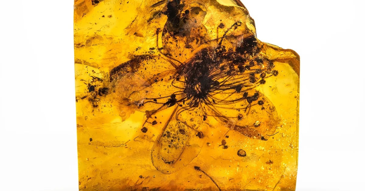 A new study shows the largest flower trapped in amber