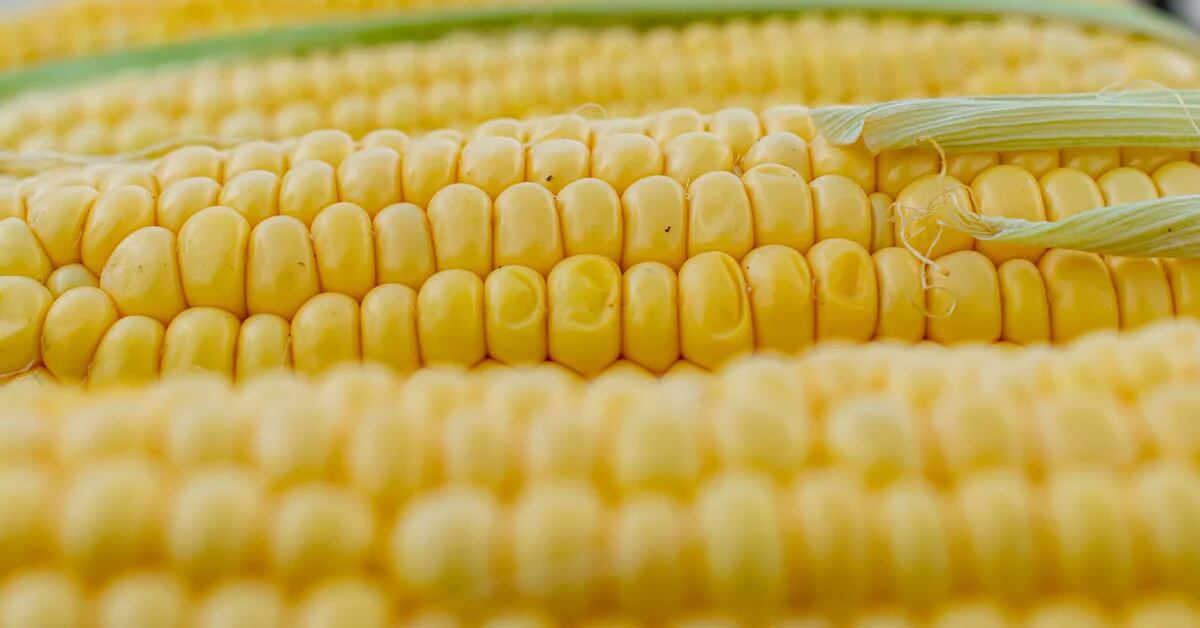 Canada has requested consultations with Mexico on banning GM corn