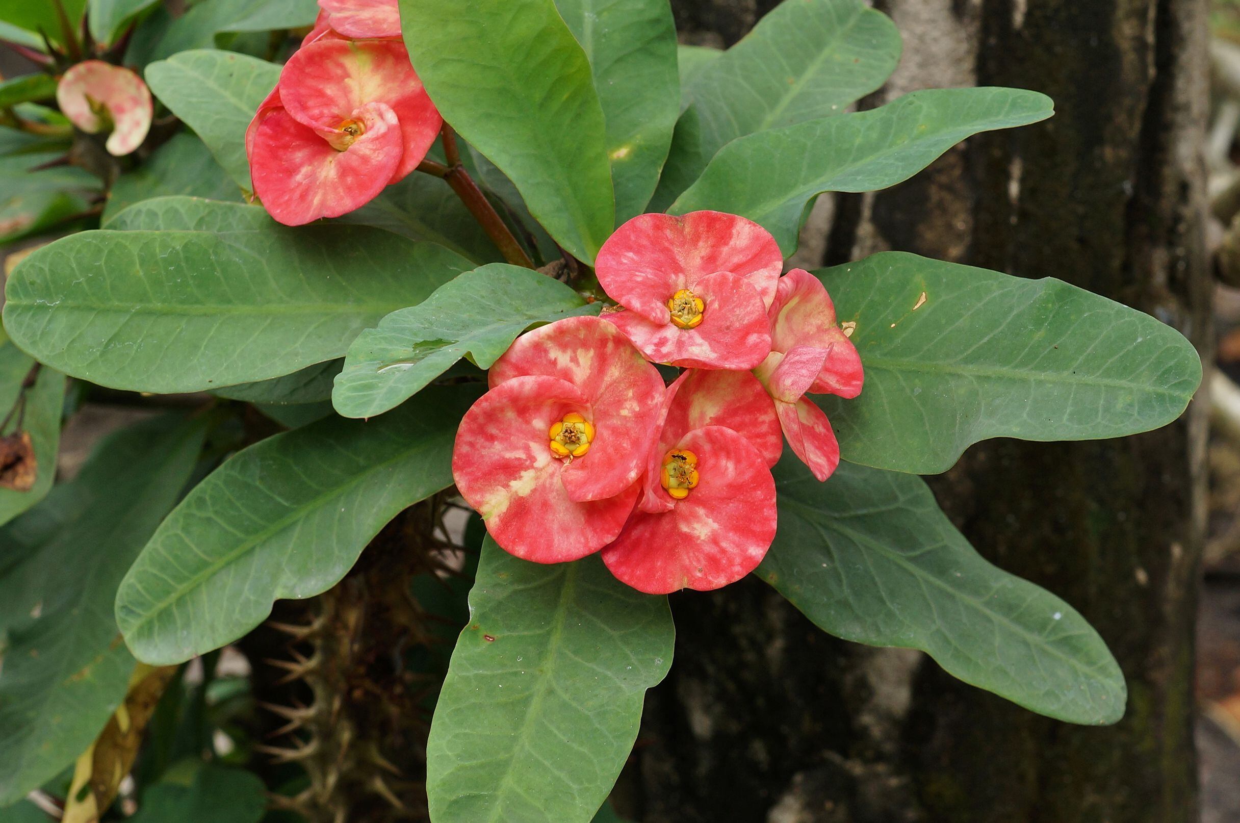 Flores de la planta corona de Cristo. (Wikimedia Commons)