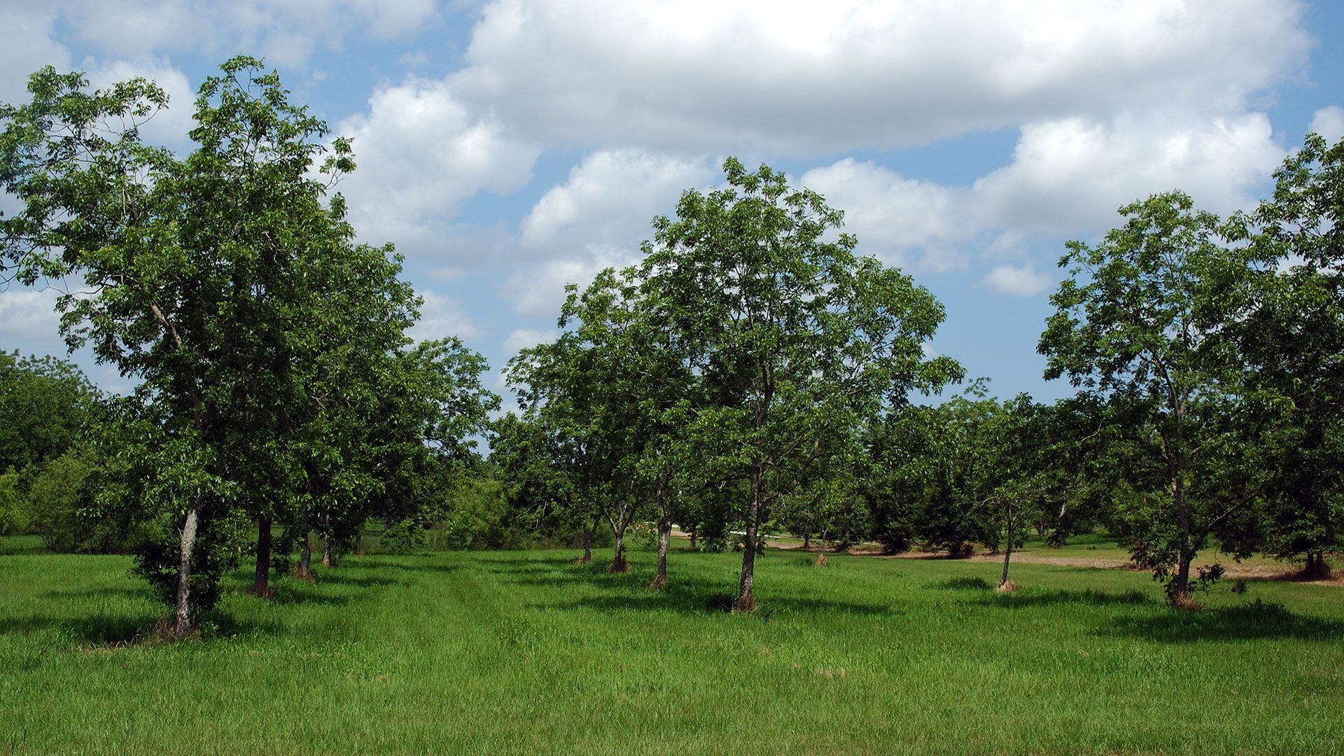 nueces pecan