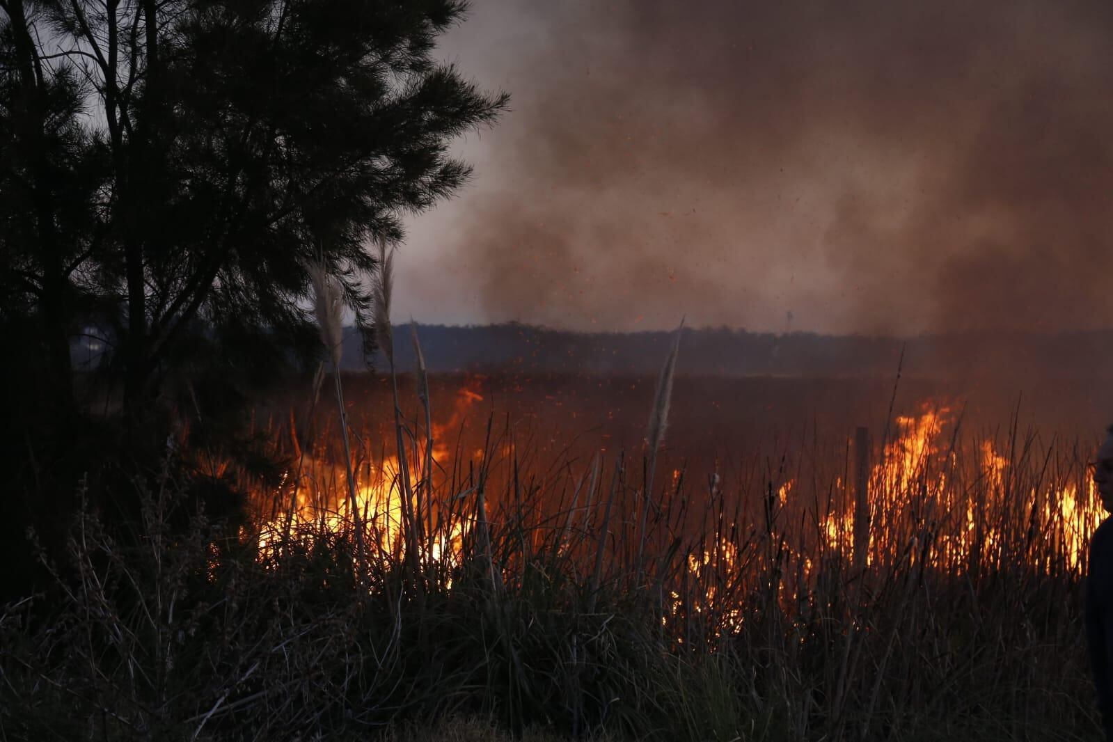 Un incendio forestal se desató en la zona de la Laguna del Diario en Maldonado (Intendencia de Maldonado)