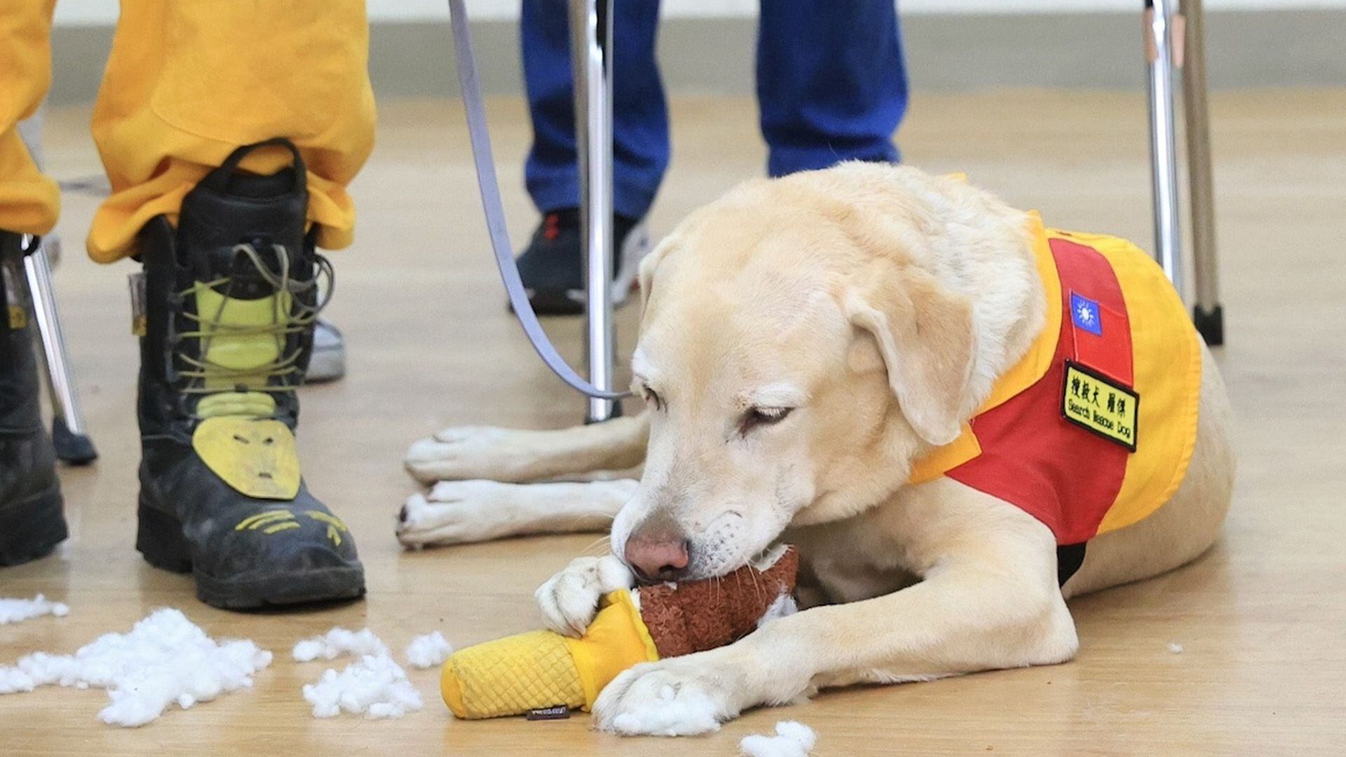 Roger falló como perro detector de drogas pero demostró ser un increíble can de búsqueda y rescate. (Facebook/Chen Chi-Mai) Roger, perros, razas de perros, búsqueda y rescate, perros anti drogas,