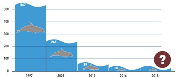 Población de vaquitas marinas en México (Gráfico: Operation Fake Gold)
