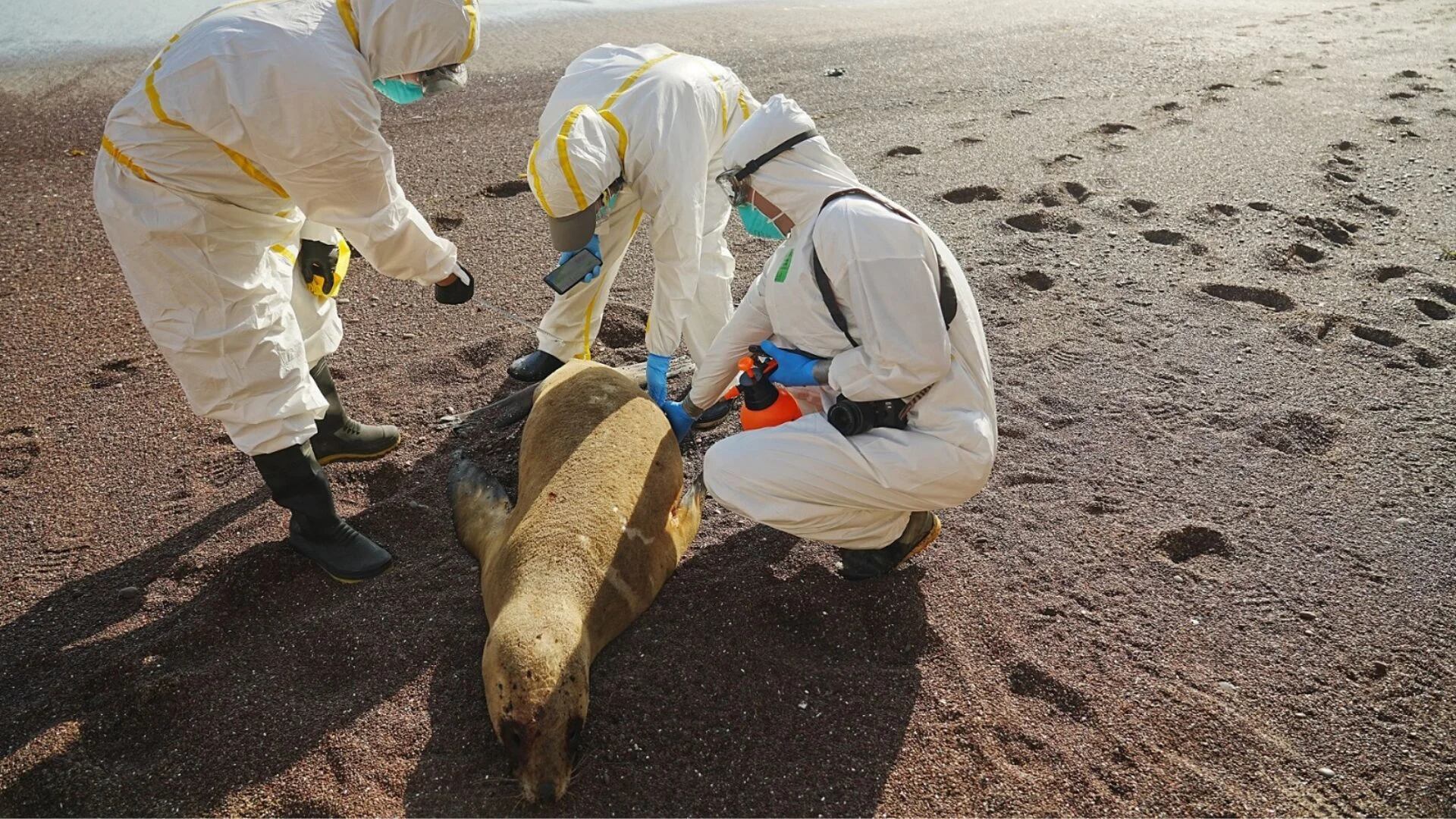 Lobos marinos muertos en puerto Etén, en Perú son analizados por expertos en gripe aviar. (Senasa)