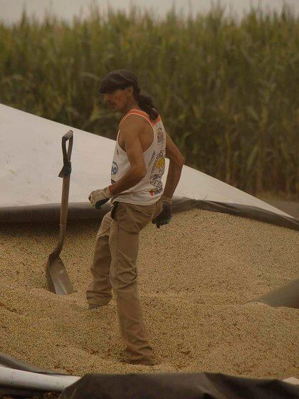 El día de El Pájaro arranca siempre en el mismo lugar: paleando granos en un campo de Pergamino (Foto: @PergaminoCity)