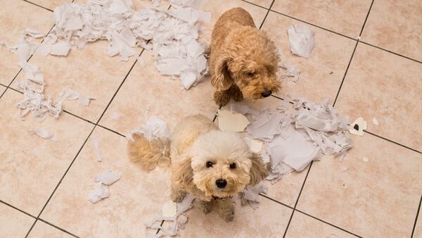 Lo cierto es que los perros también tienen su manera de comunicar lo que les sucede, según los especialistas (Getty Images)