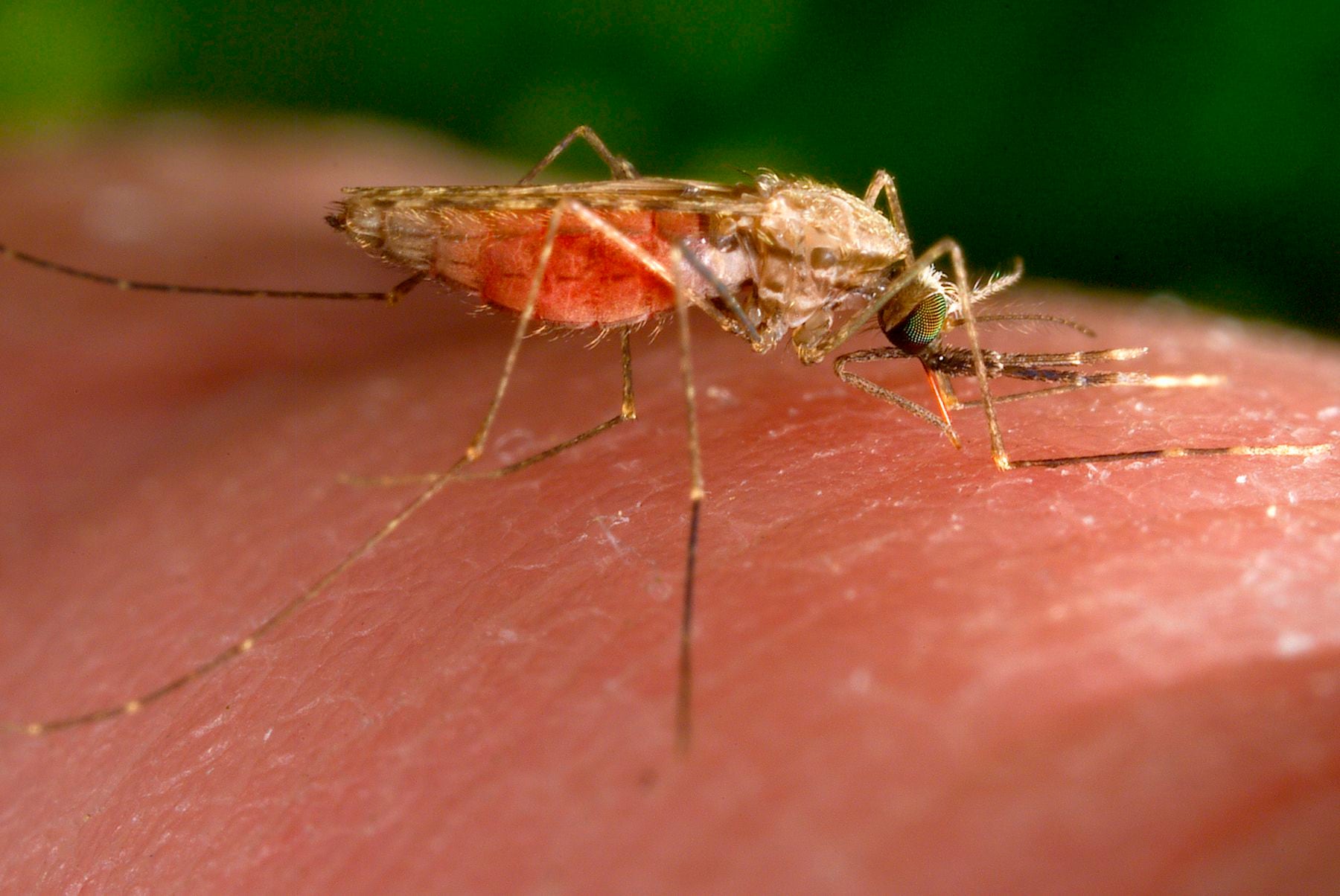 Una hembra del mosquito Anopheles gambiae es fotografiada mientras se alimenta. Este insecto es un transmisor del parásito causante de la malaria (James Gathany/CDC vía AP, Archivo)
