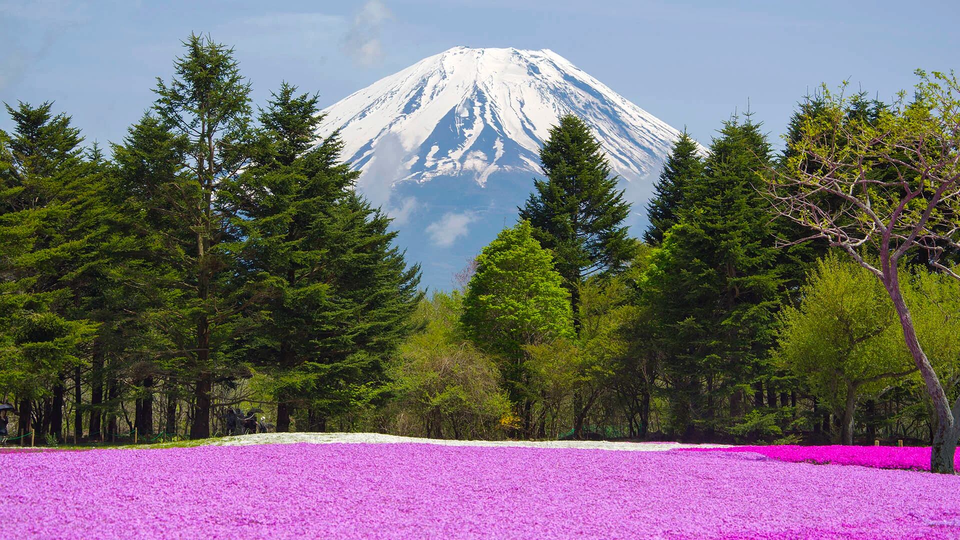 Un escenario único ubicado a dos horas de Tokio con más de 800 mil flores y  un despliegue de colores en 2.4 hectáreas con una espectacular vista Monte Fuji (iStock)