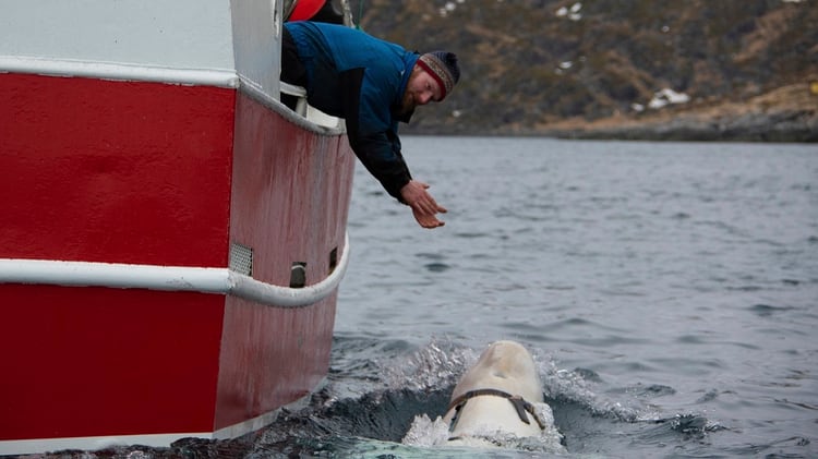 El cetáceo nadaba tranquilo junto al bote de los pescadores (Joergen Ree Wiig/Norwegian Direcorate of Fisheries Sea Surveillance Unit via AP)
