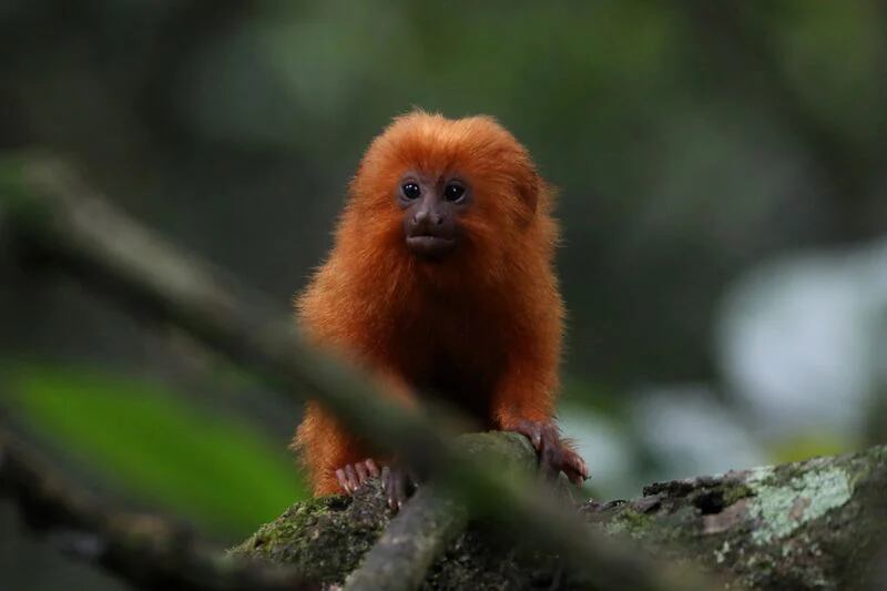 Frugal afeitado Porque Construyeron un puente para monos sobre una autopista en Río de Janeiro  para salvar a una especie en peligro de extinción - Infobae