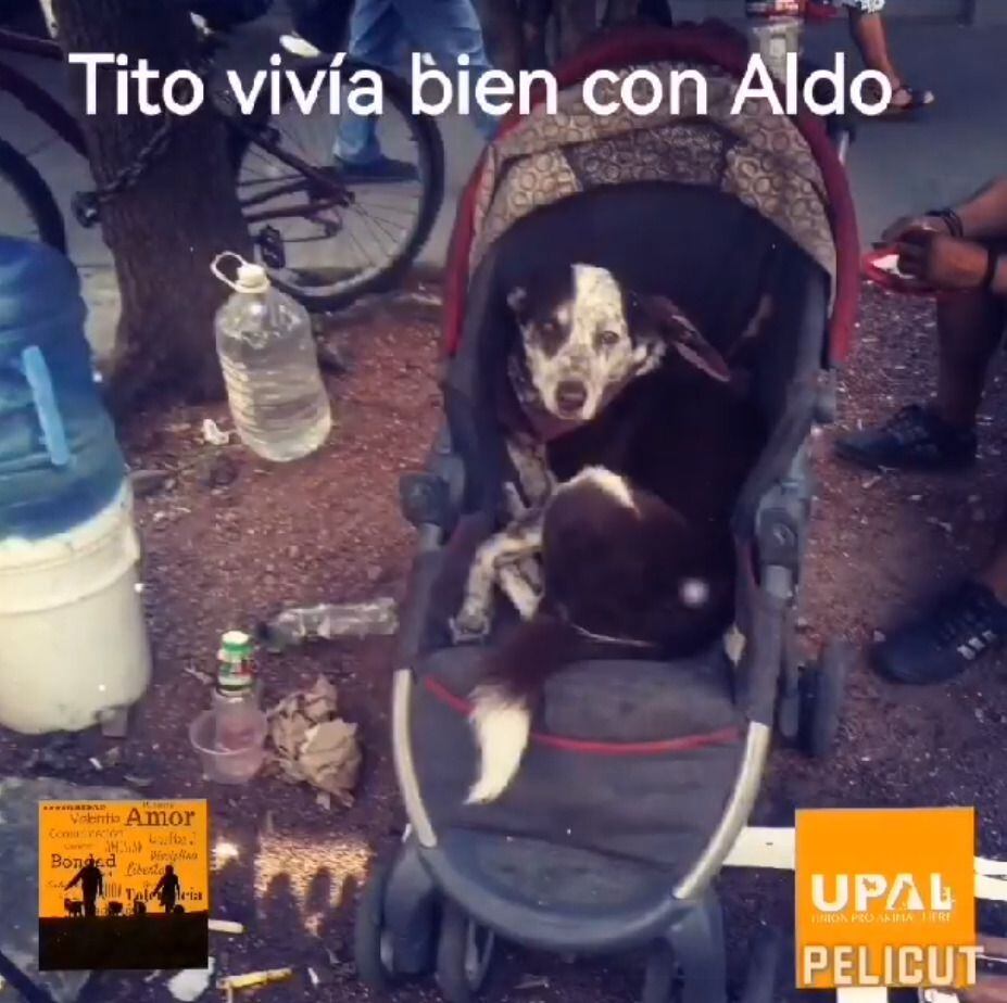 Regresen a Tito: el perro que fue separado de su dueño en las calles de Santa María la Ribera (Captura de Pantalla Facebook UPAL)