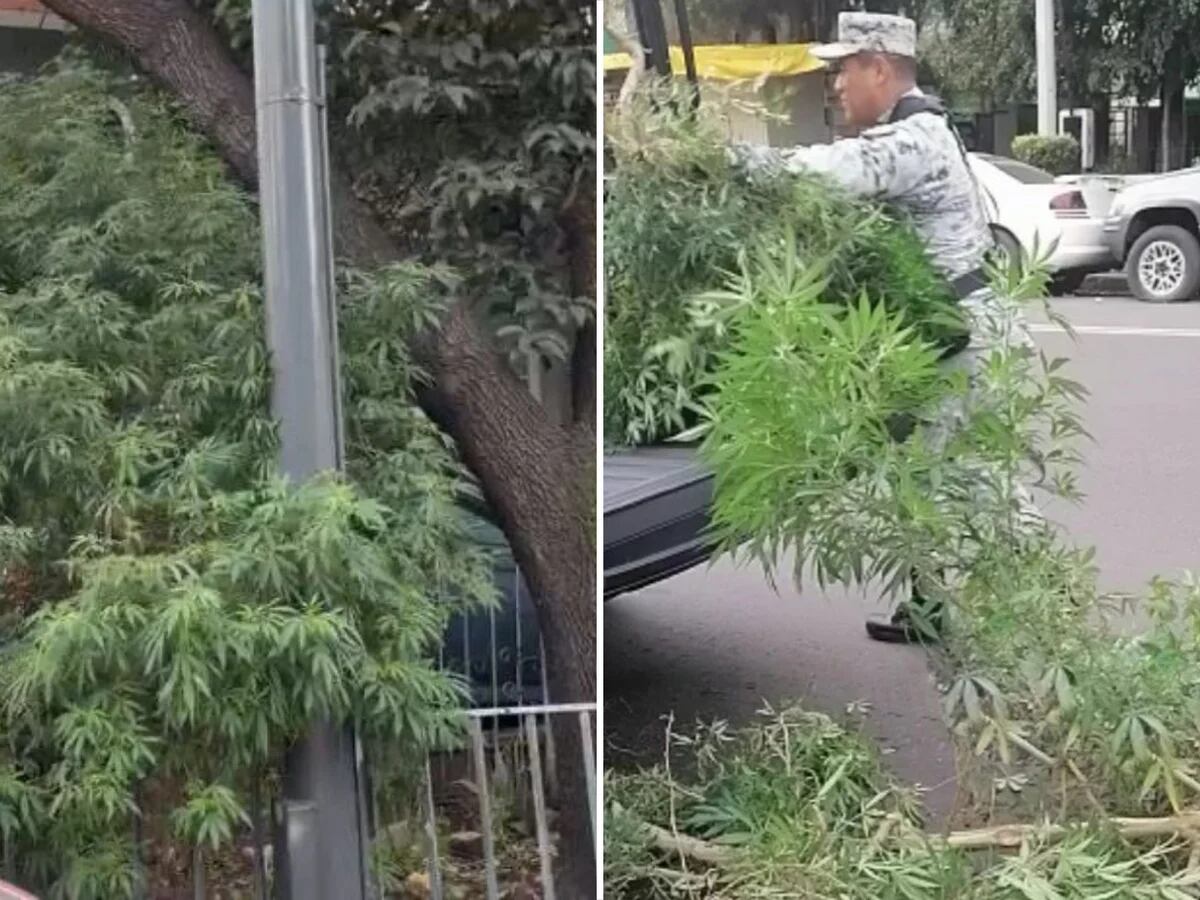 Guardia Nacional destruyó plantas de marihuana de 3 metros que crecían en  las calles de Iztapalapa - Infobae