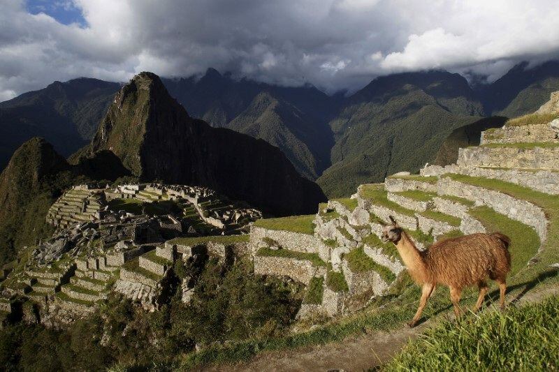 Foto de Archivo: Una llama es vista cerca de la ciudadela inca de Machu Picchu en Cusco, Perú. 2 de diciembre de 2014. REUTERS/Enrique Castro-Mendivil - RC2WR5AAZ4VS