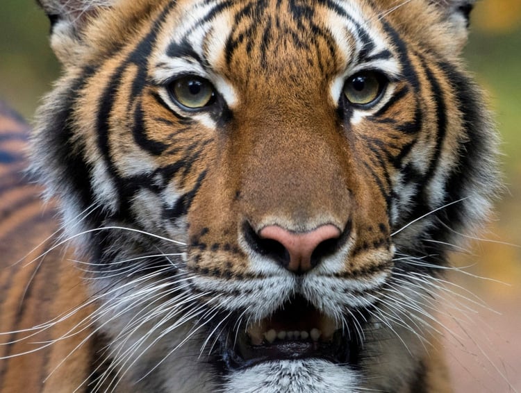 El zoológico del Bronx, en Estados Unidos, informó que Nadia, una tigresa malaya de cuatro años, contrajo coronavirus al haber estado en contacto con un cuidador asintomático, que estaba infectado (REUTERS)